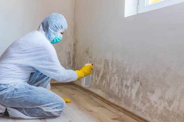 Black mold inspection in Snow Shoe
