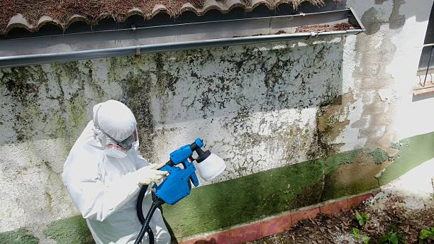 Mold Removal service in Snow Shoe
